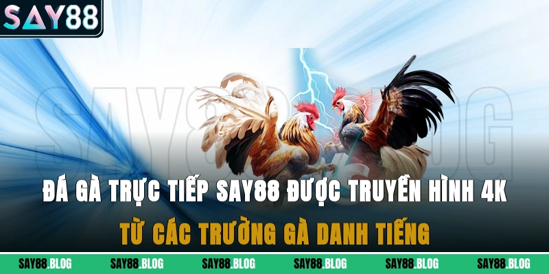 Đá gà trực tiếp Say88 được truyền hình 4k từ các trường gà danh tiếng